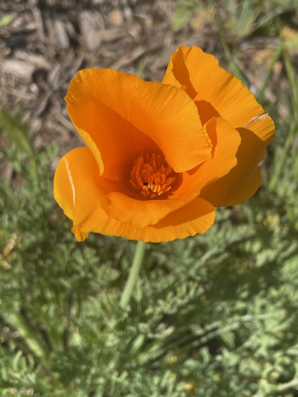 california poppy