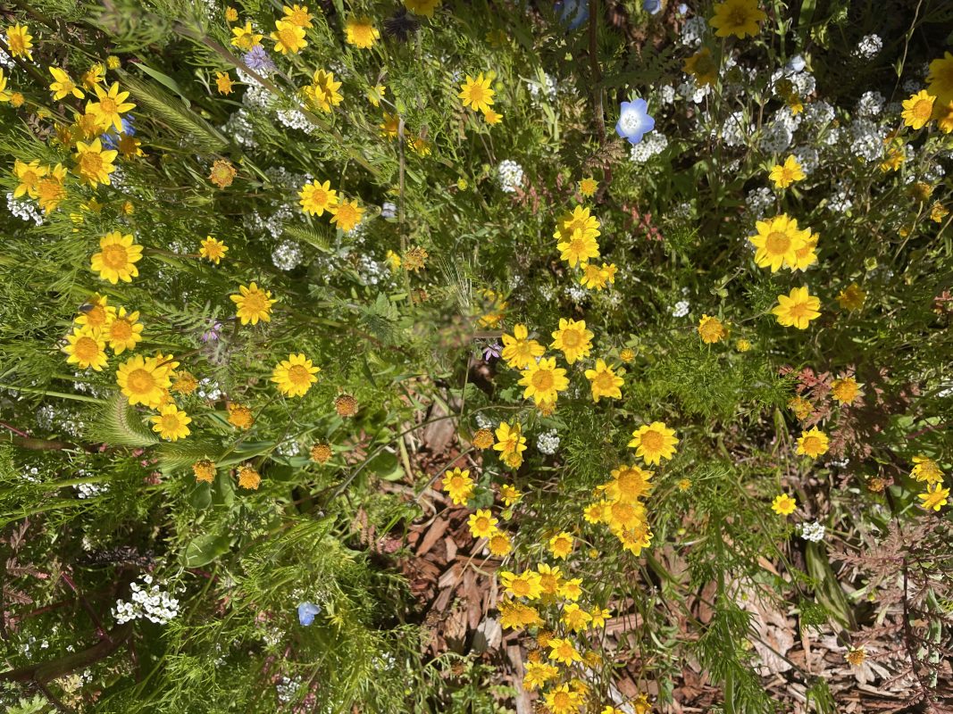 grindelia gum plant