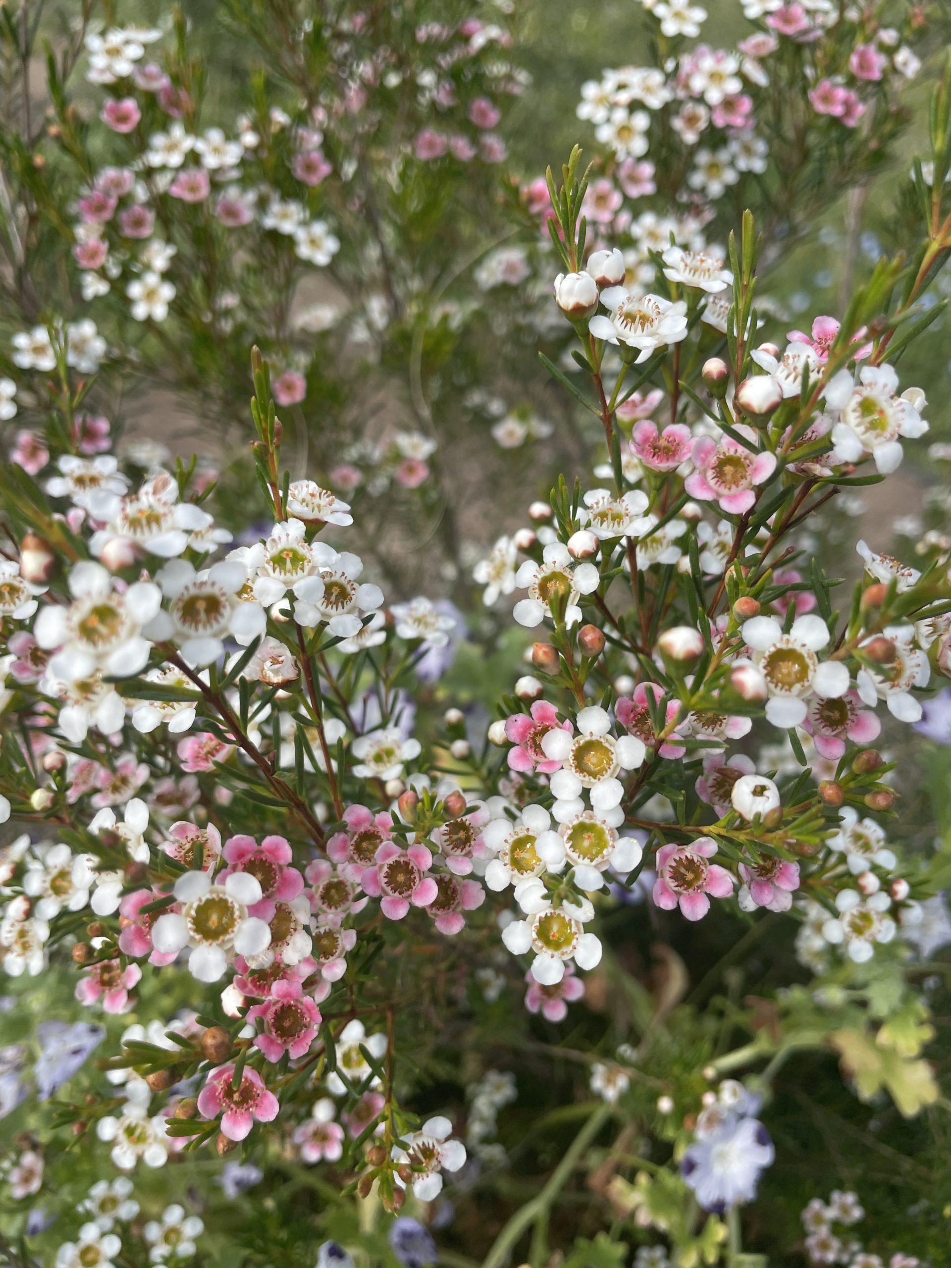 sweet sixteen waxflower