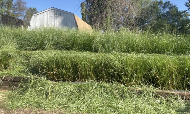 vetiver hedge in fallbrook california