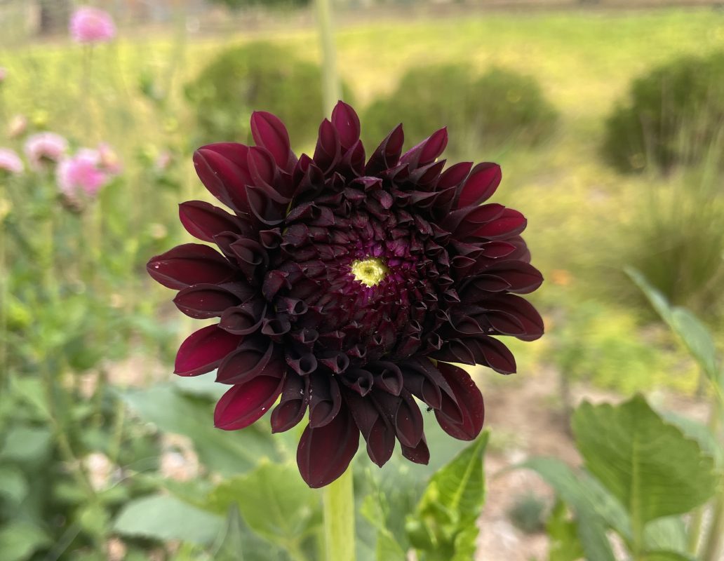 black satin dahlia